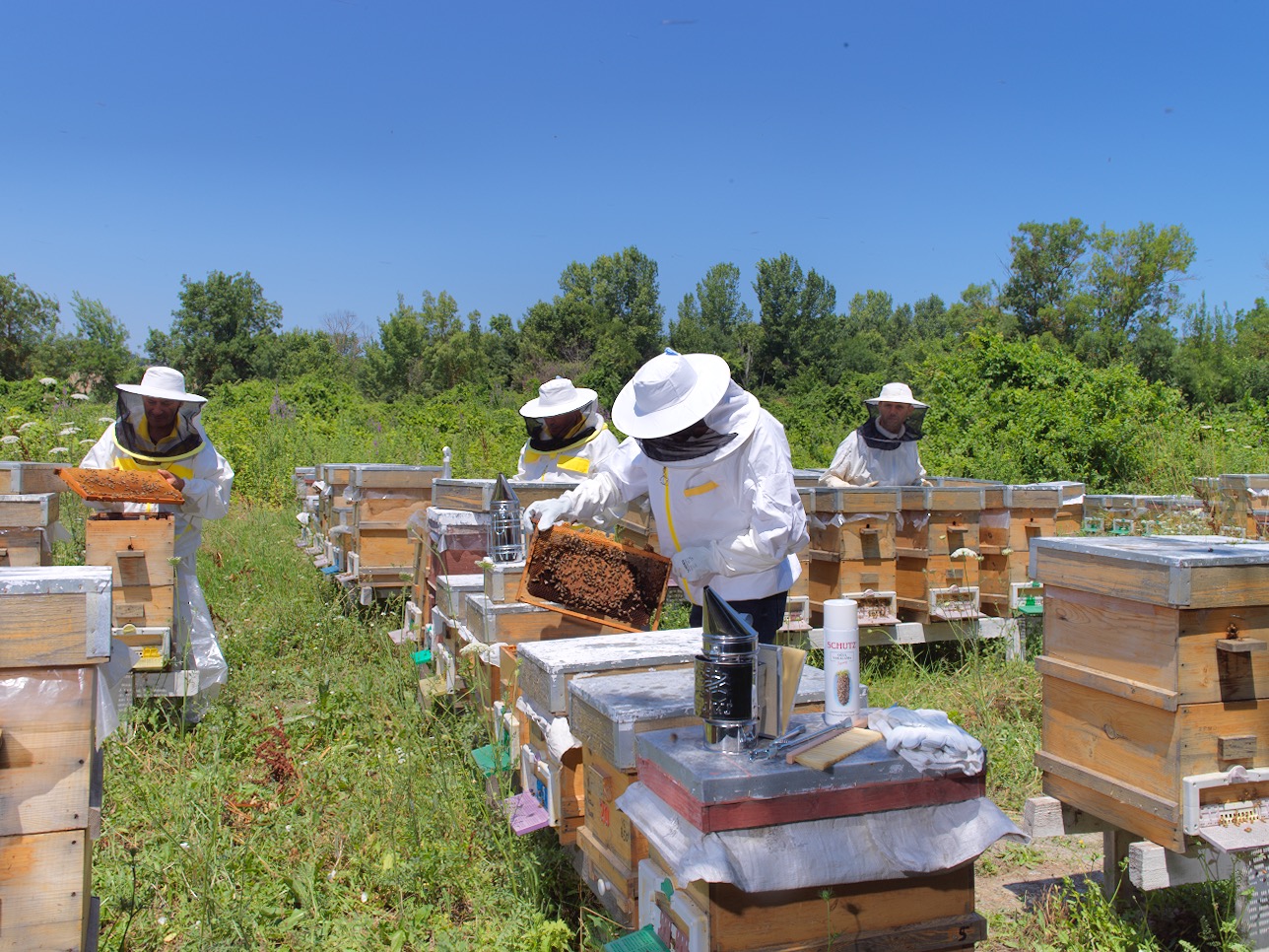 Young Beekeepers Academy